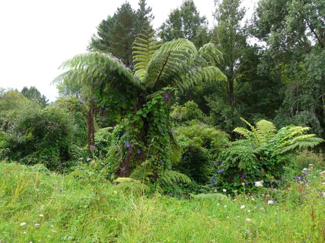 Ipomoea indica kiipeää puusaniaisten ylle Uudessa-Seelannissa 15.2.12.